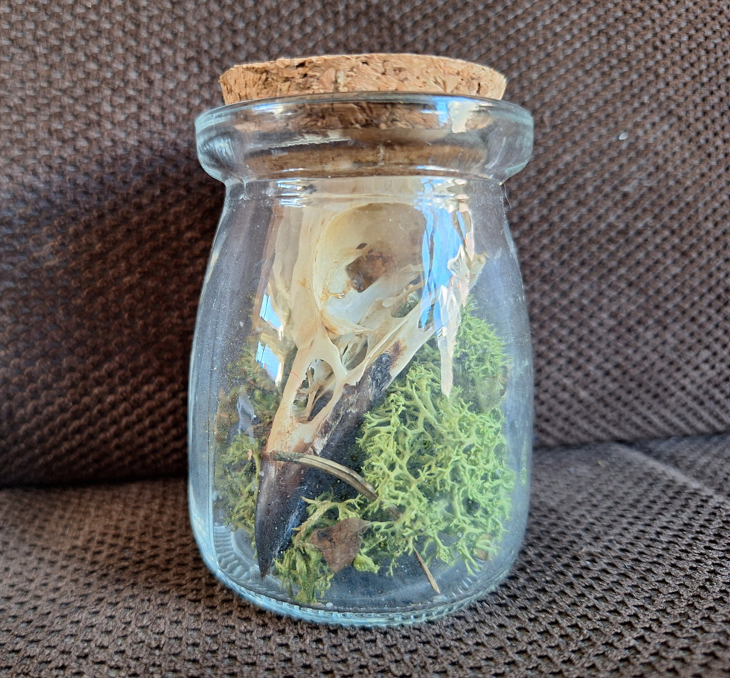 Jackdaw skull in glass jar