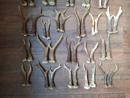 Roe deer antlers, set of two