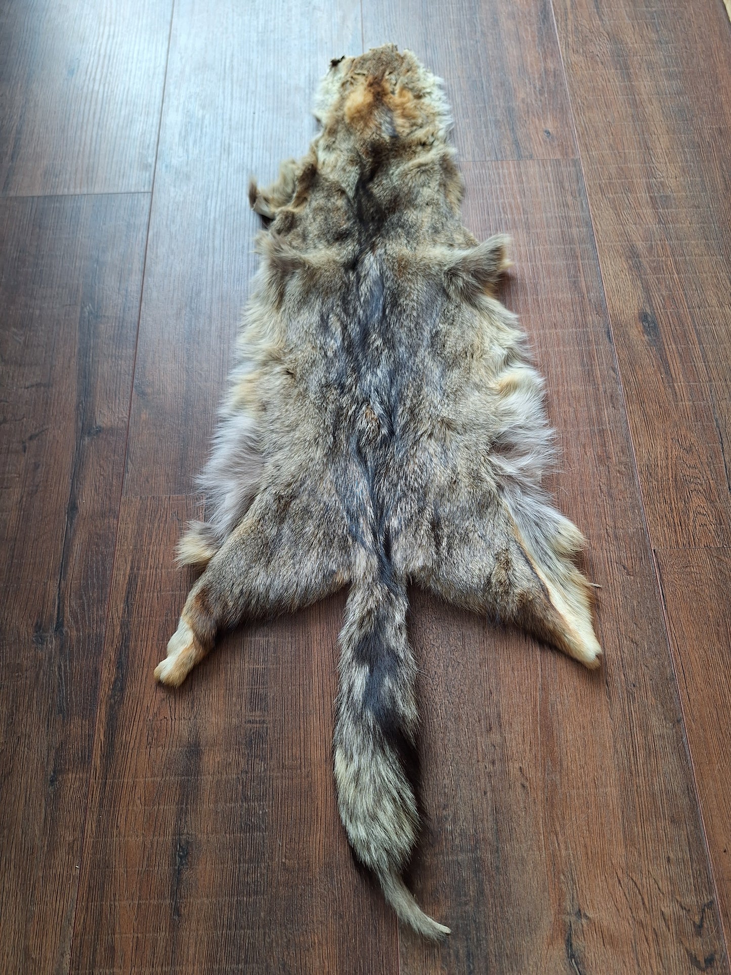 Cape fox hide #1