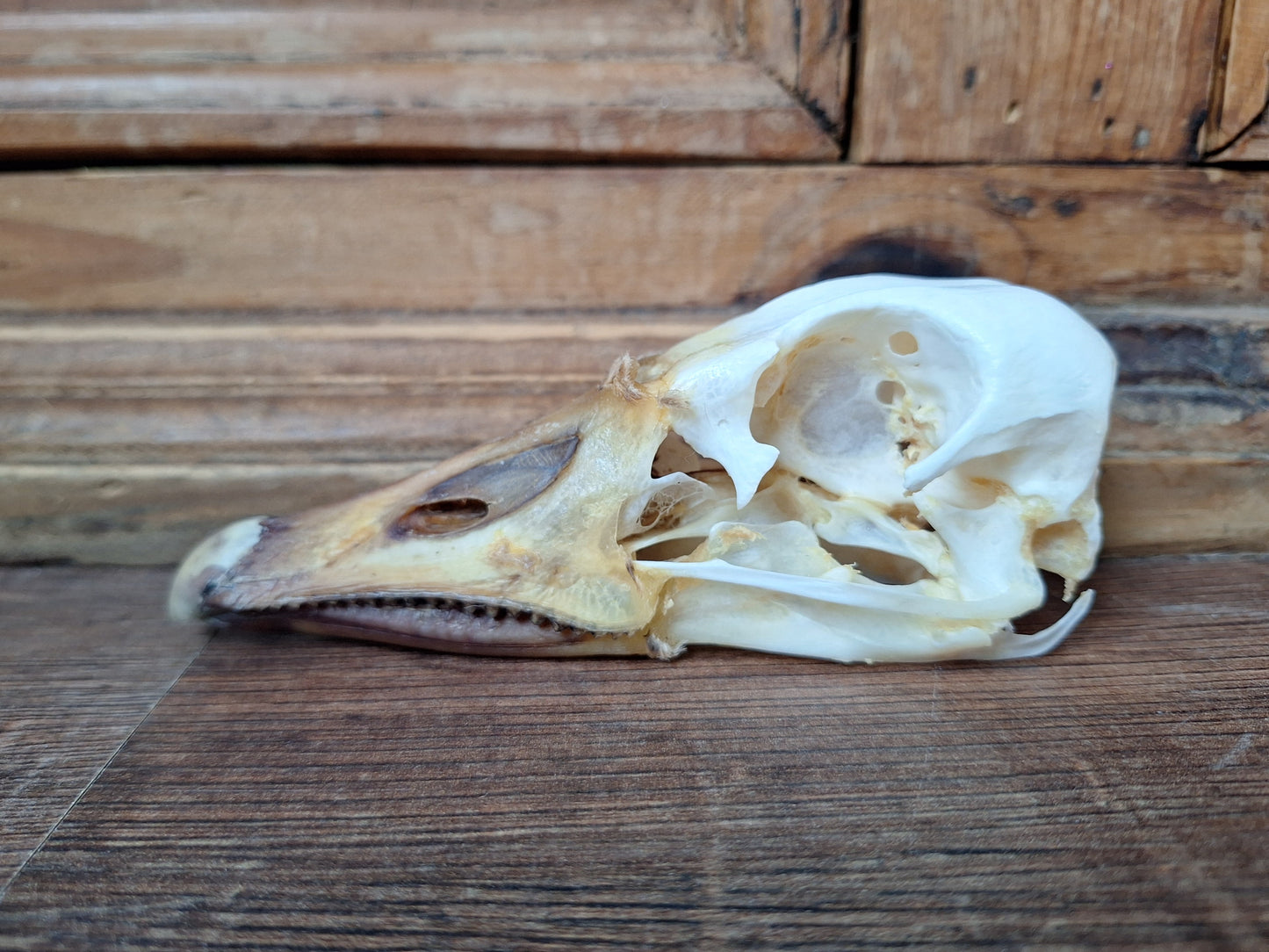 Grey goose skull
