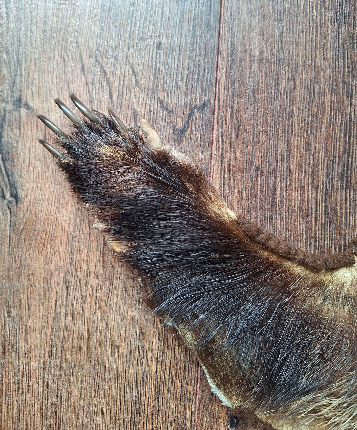 Badger hide #6