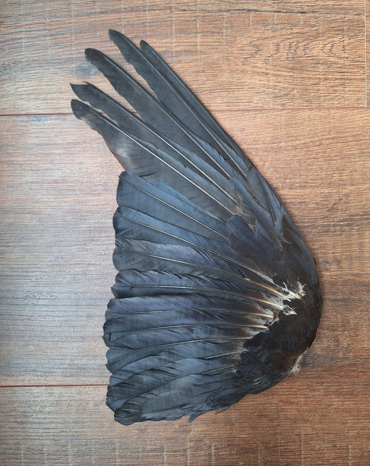 Crow single wing #44, B-quality