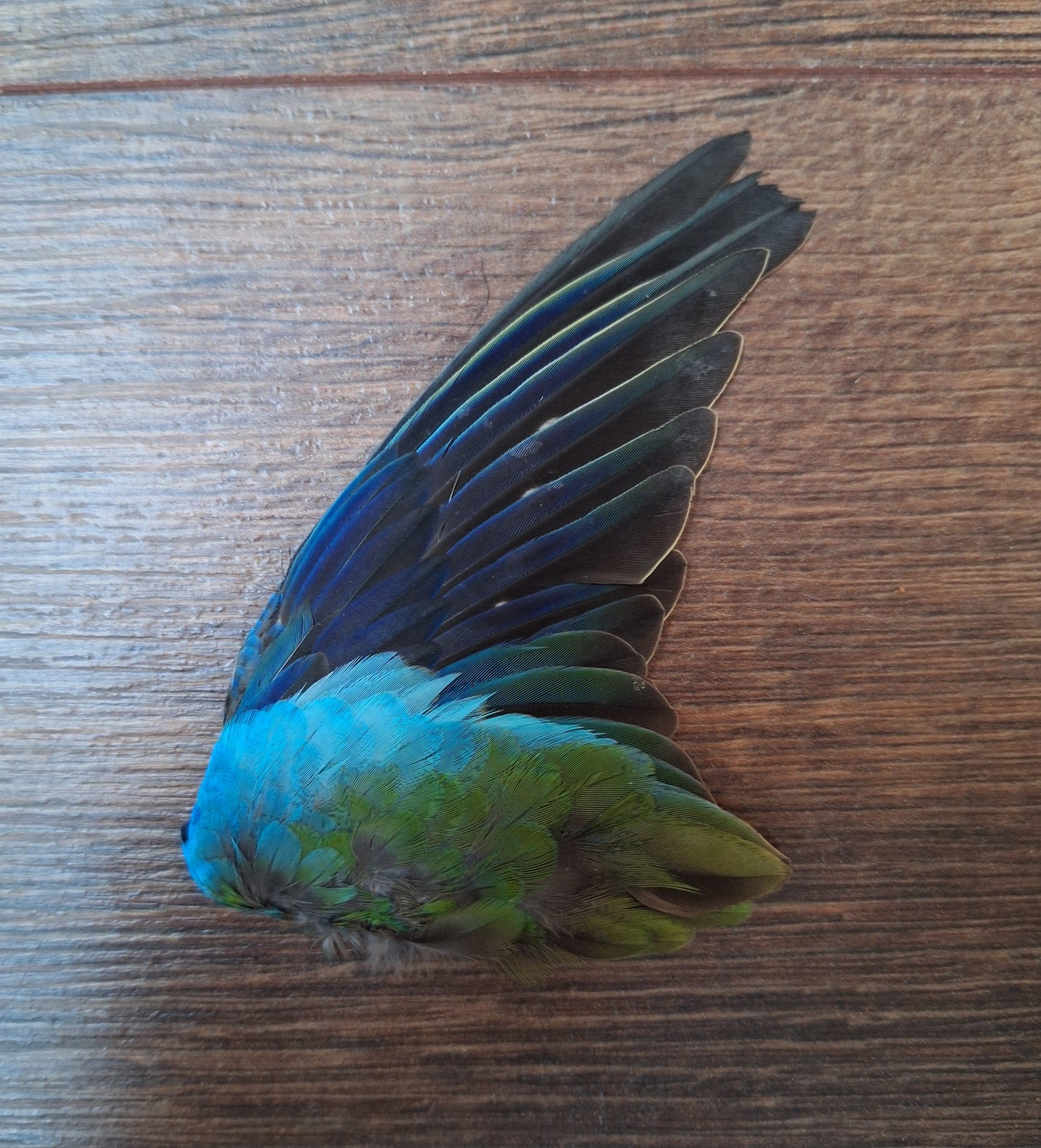 Parakeet single wings