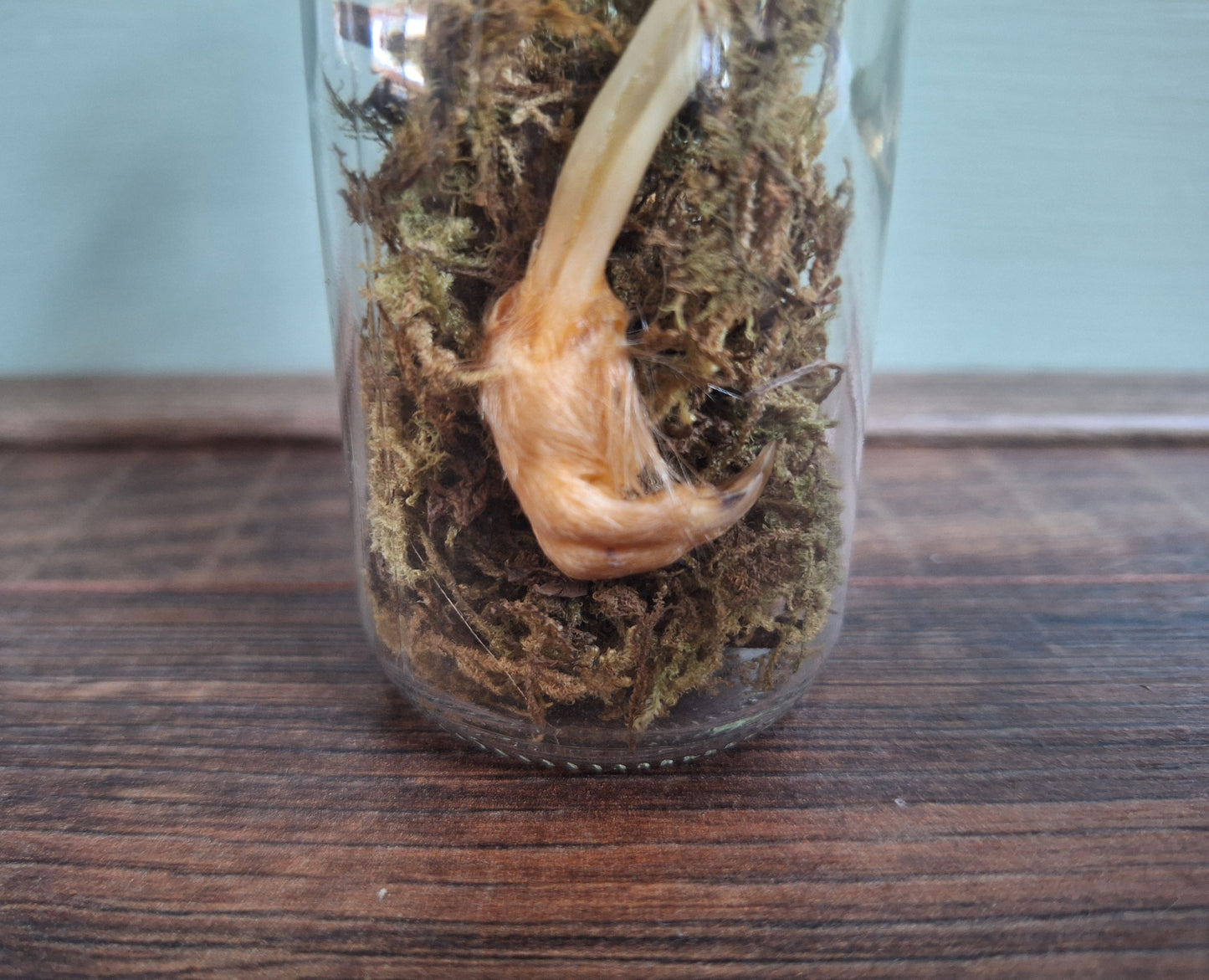 Musk rat legs in glass bottle