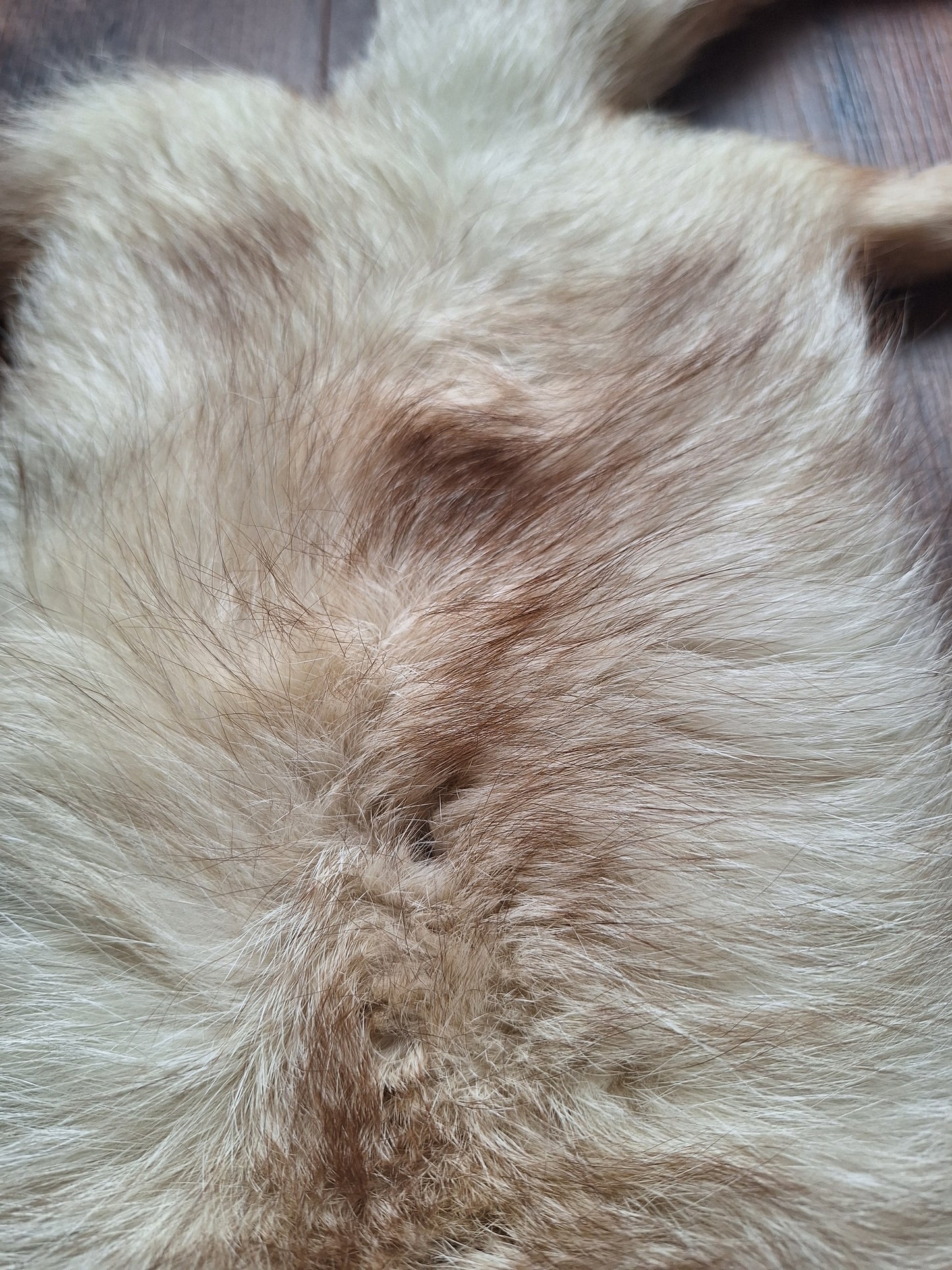 Red fox hide, light color mutation