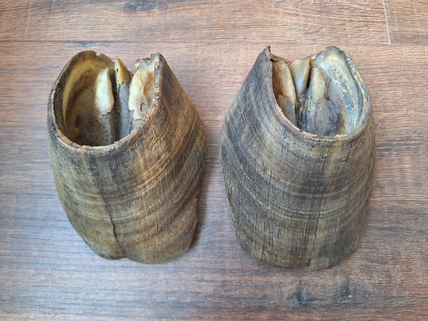 Horse hooves