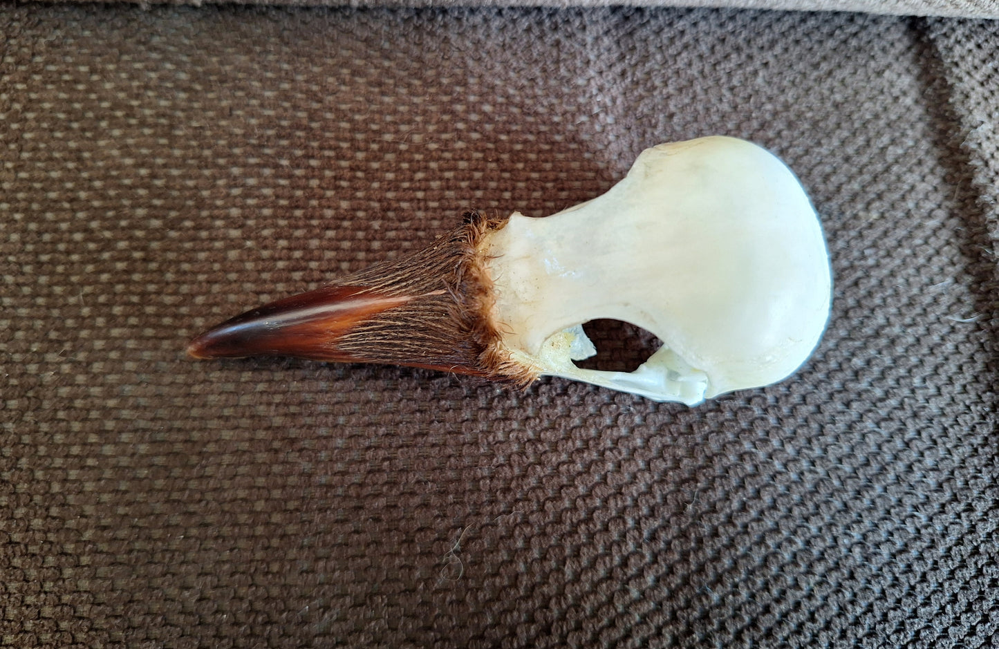 Crow skull #32