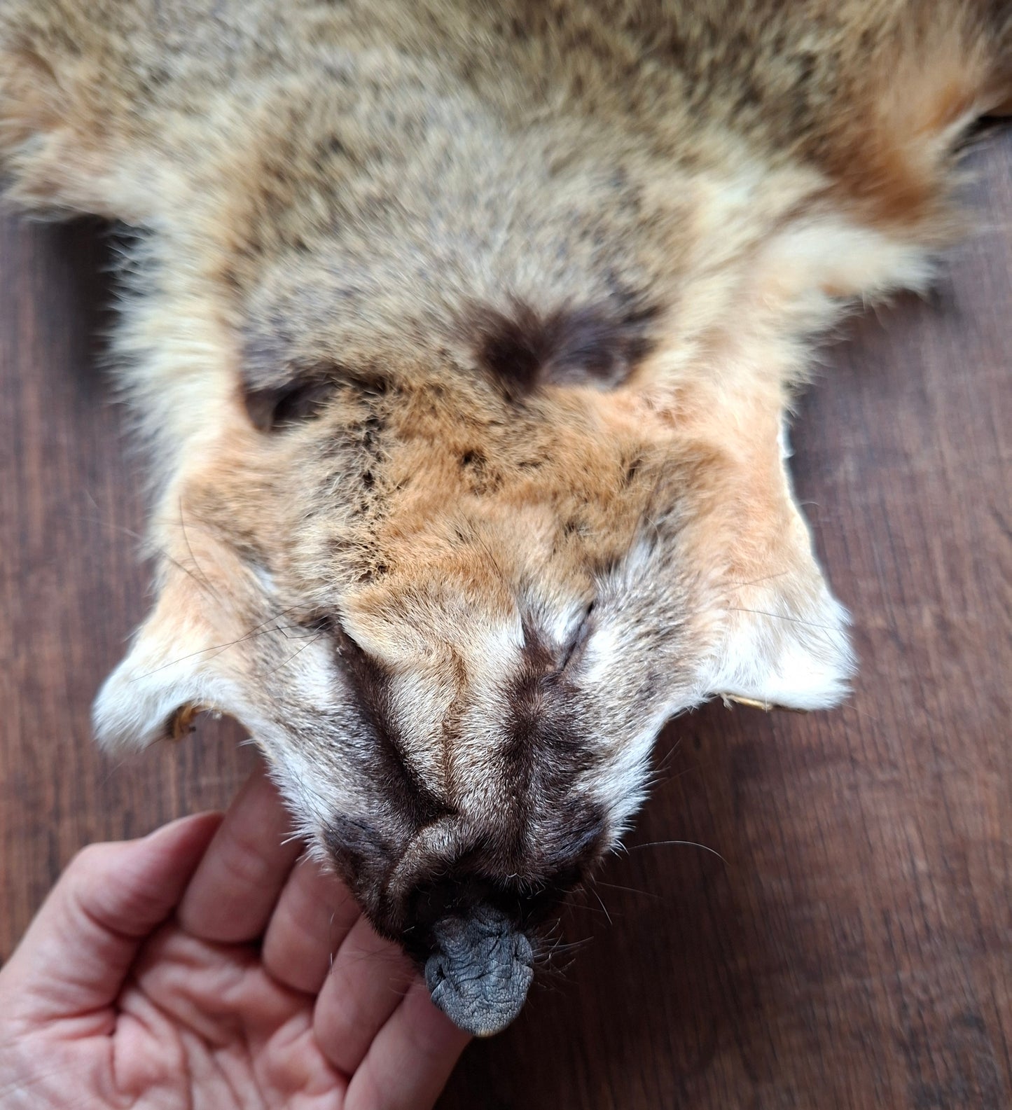 Coati hide