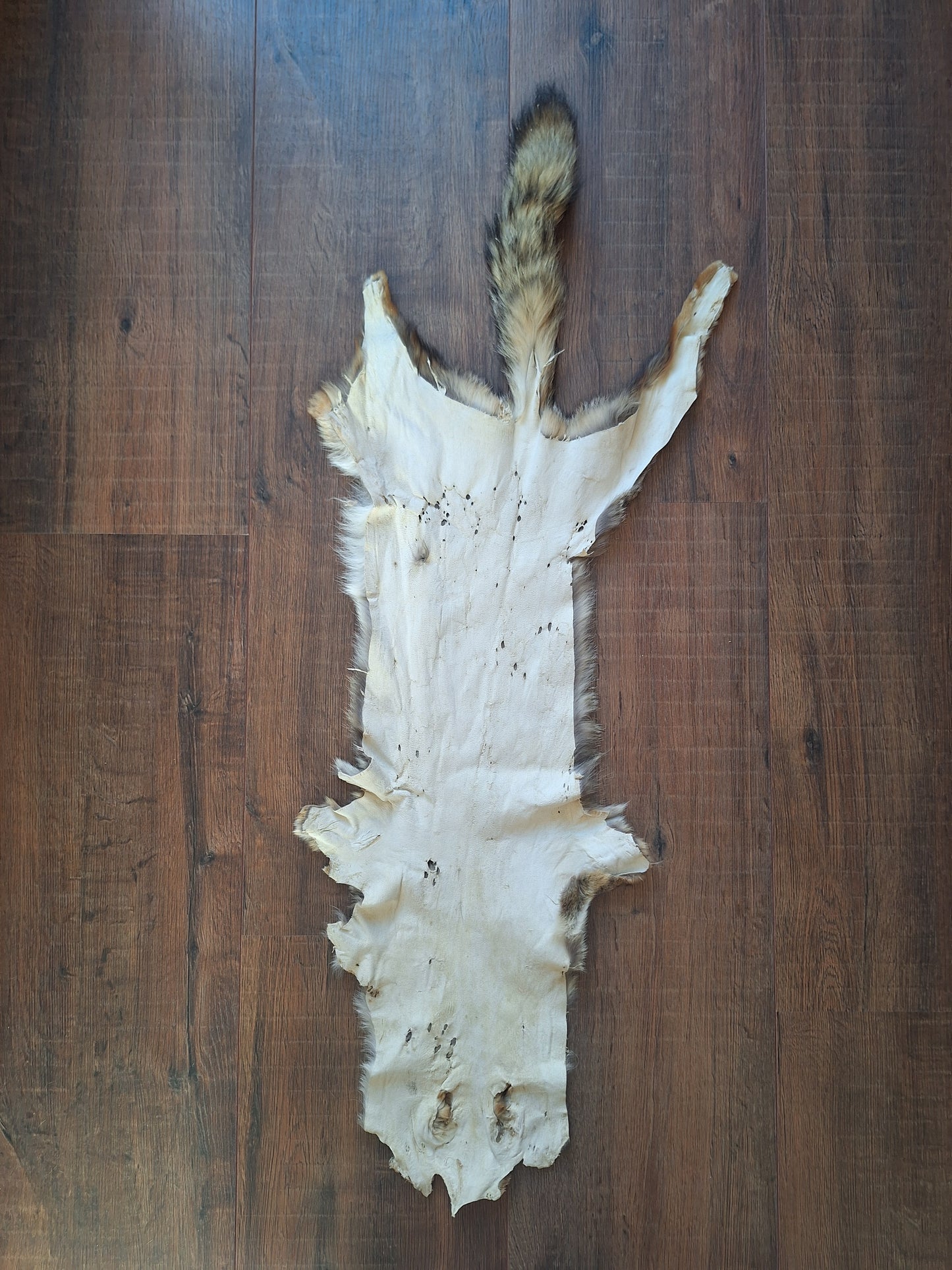 Cape fox hide #5, B-quality