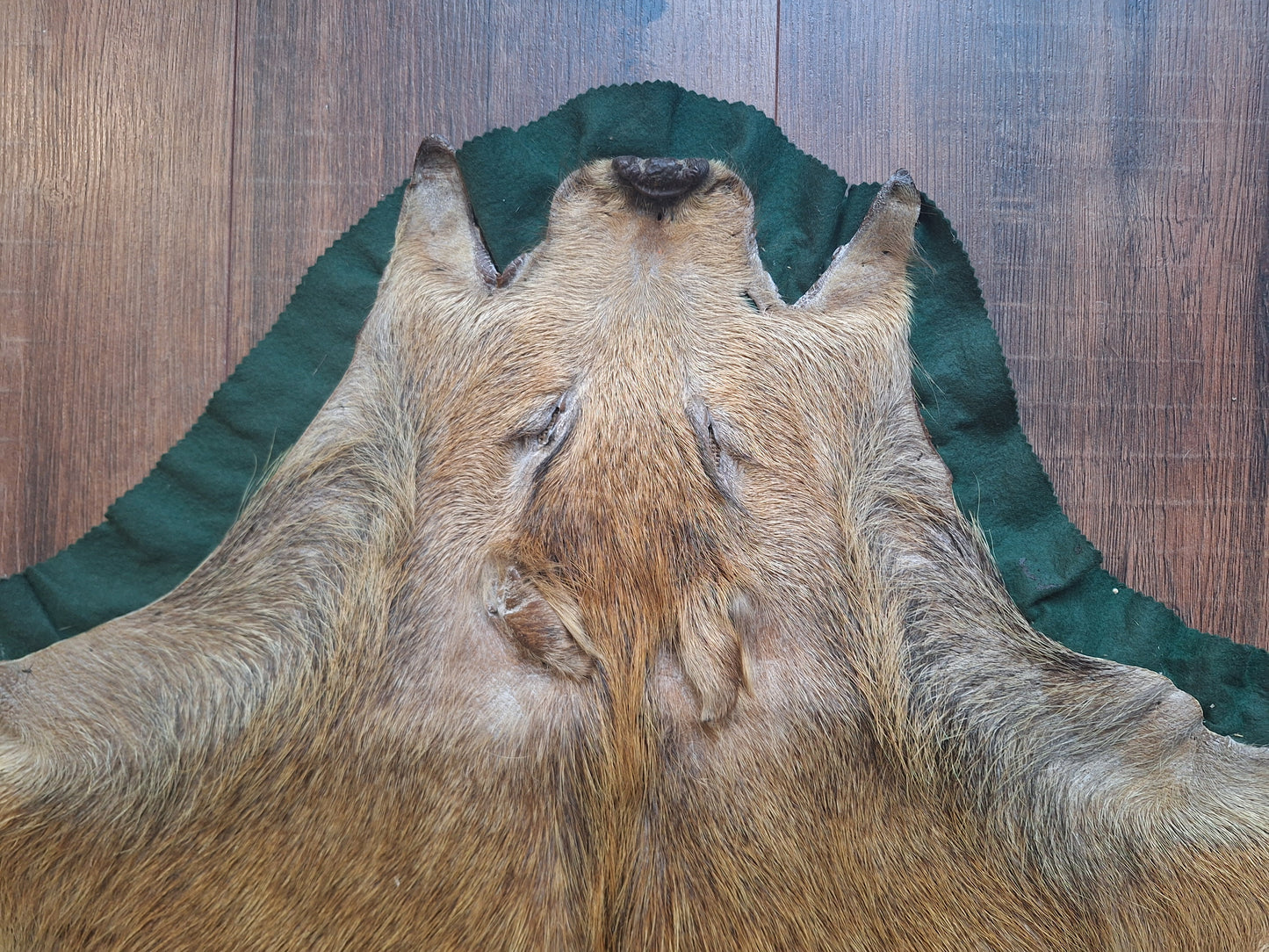 Vintage wild boar hide preparation