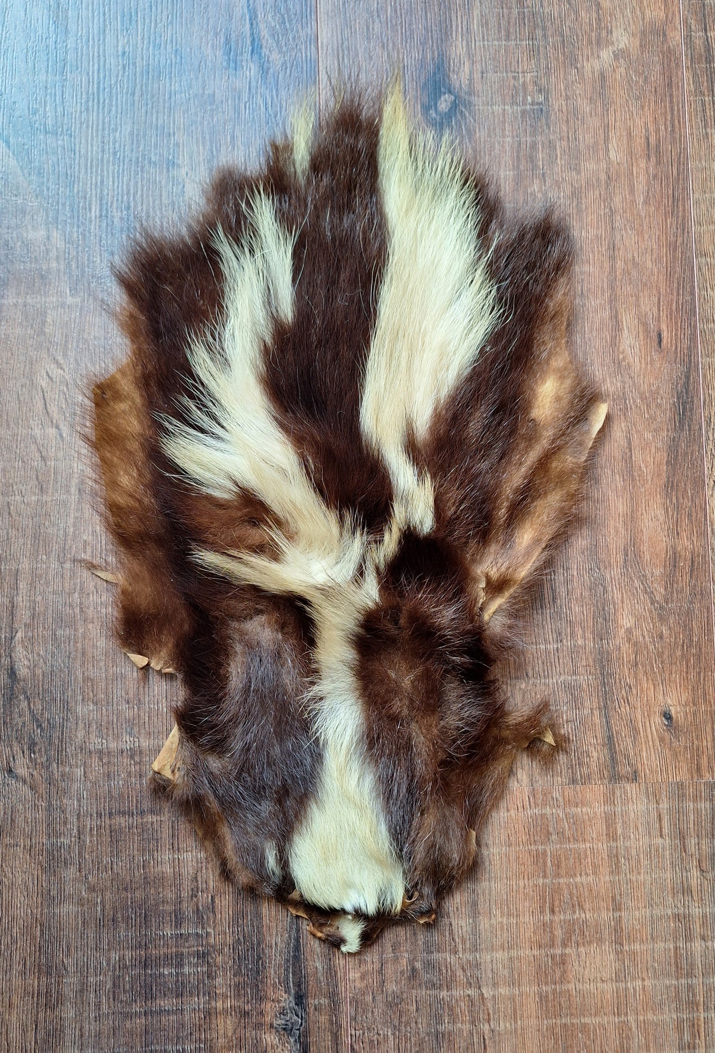 Skunk hide #5