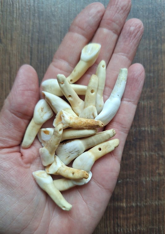 Cow teeth, B-quality