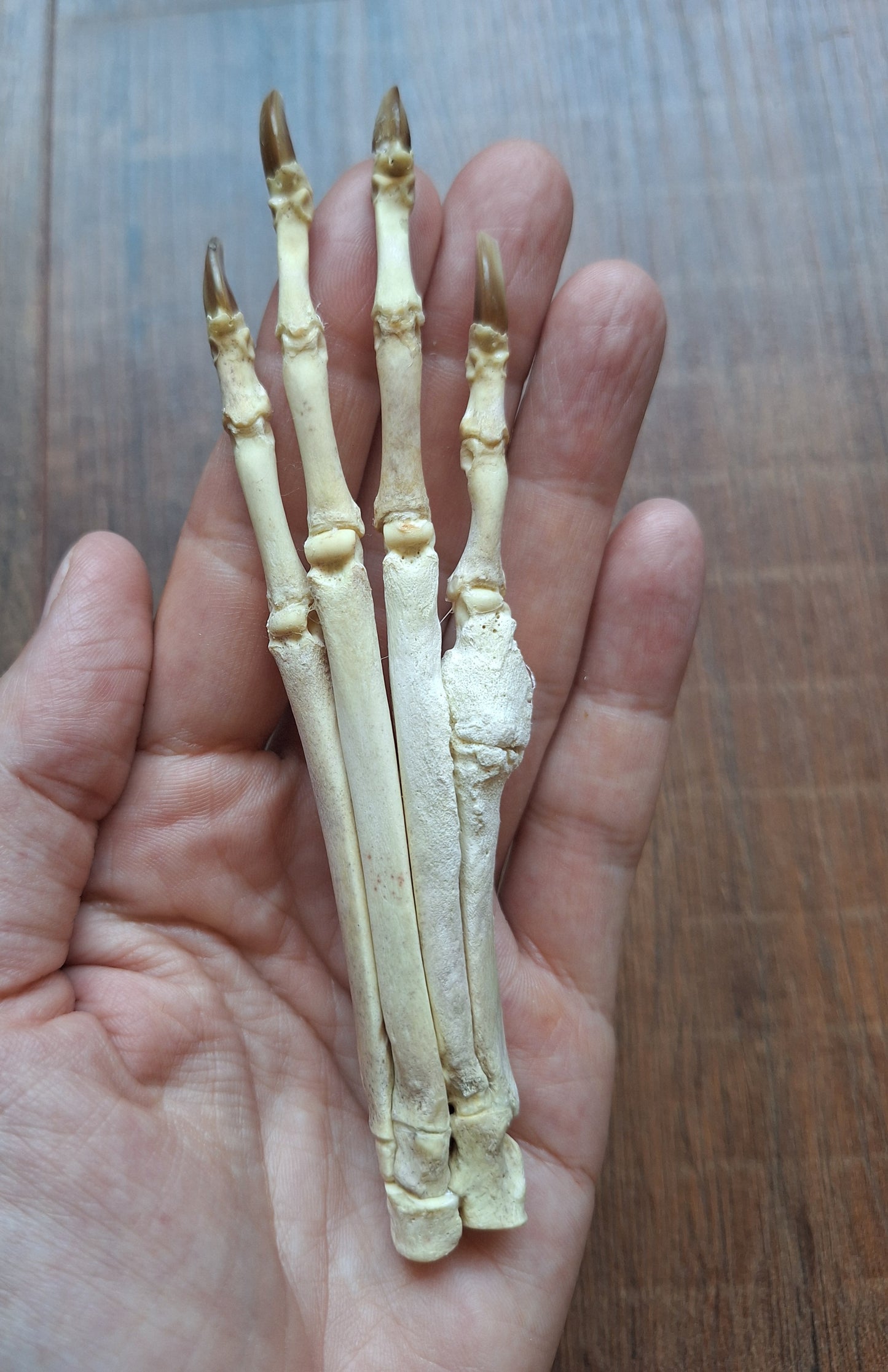 Fox paw
