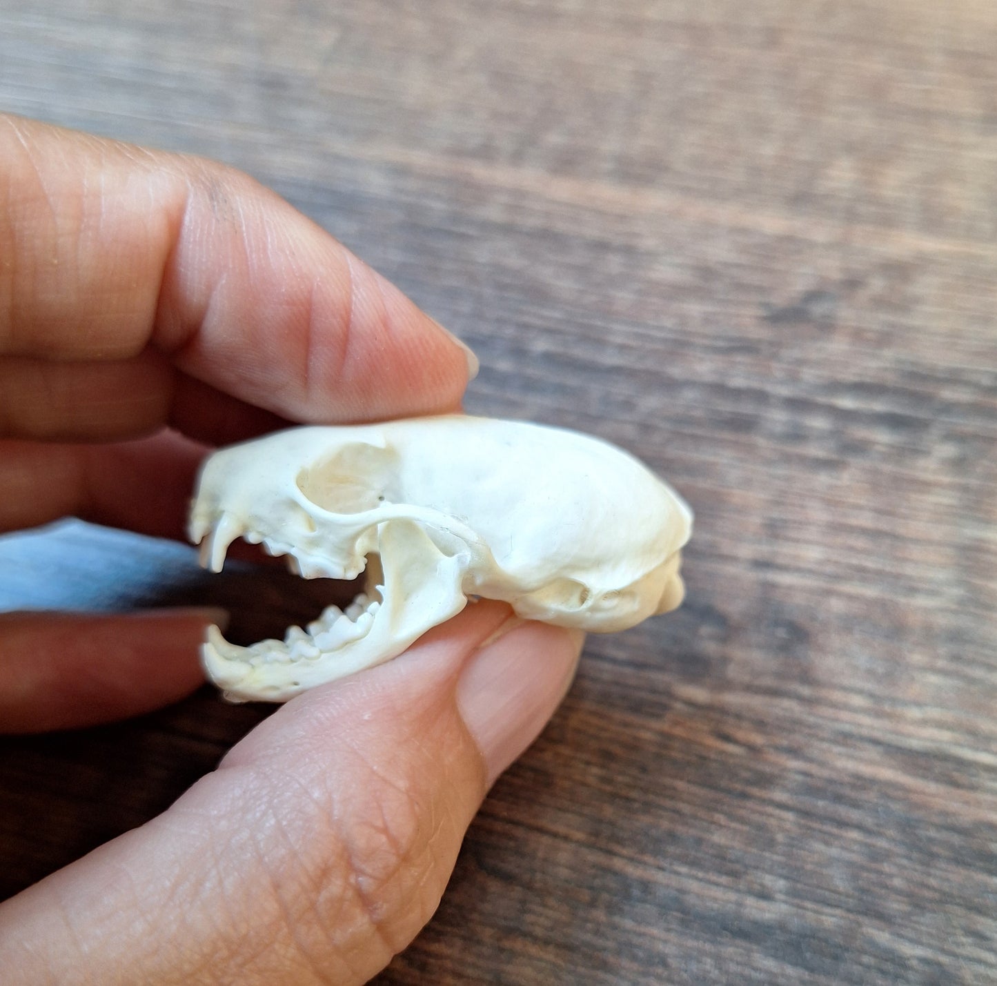 Stoat skull