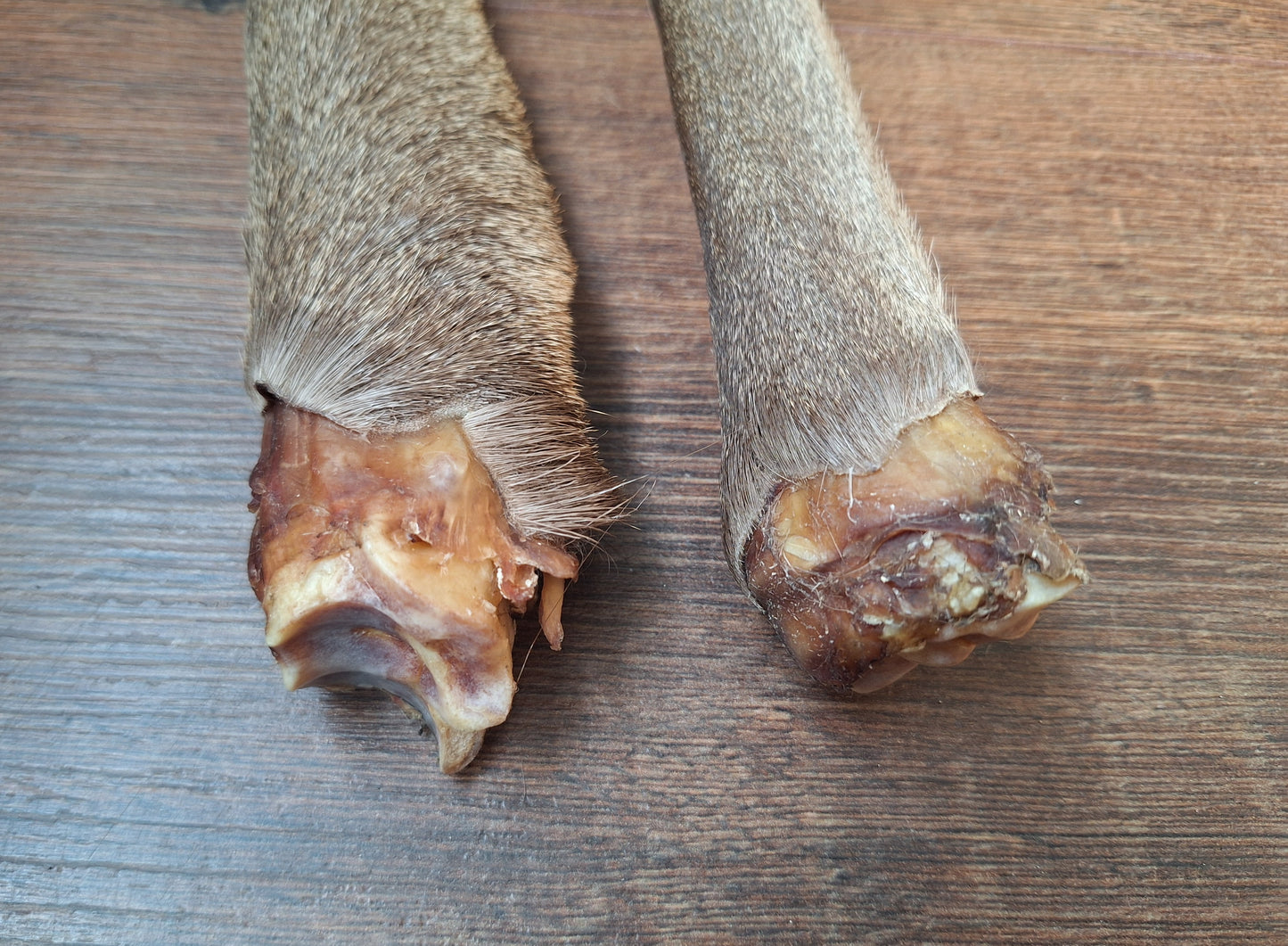 Red deer lower legs