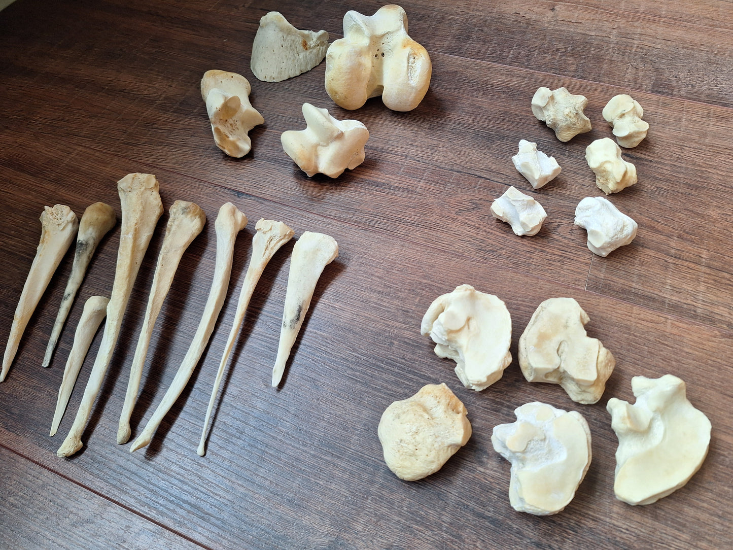 Horse leg bones, crafting sets