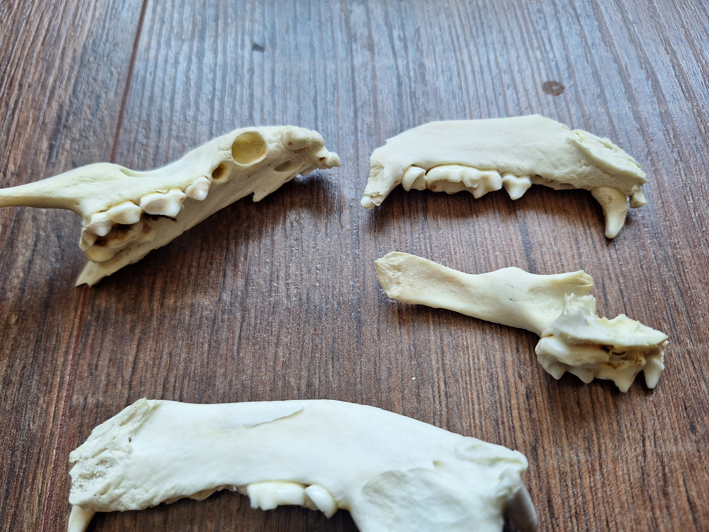 Badger jaw pieces, B-quality