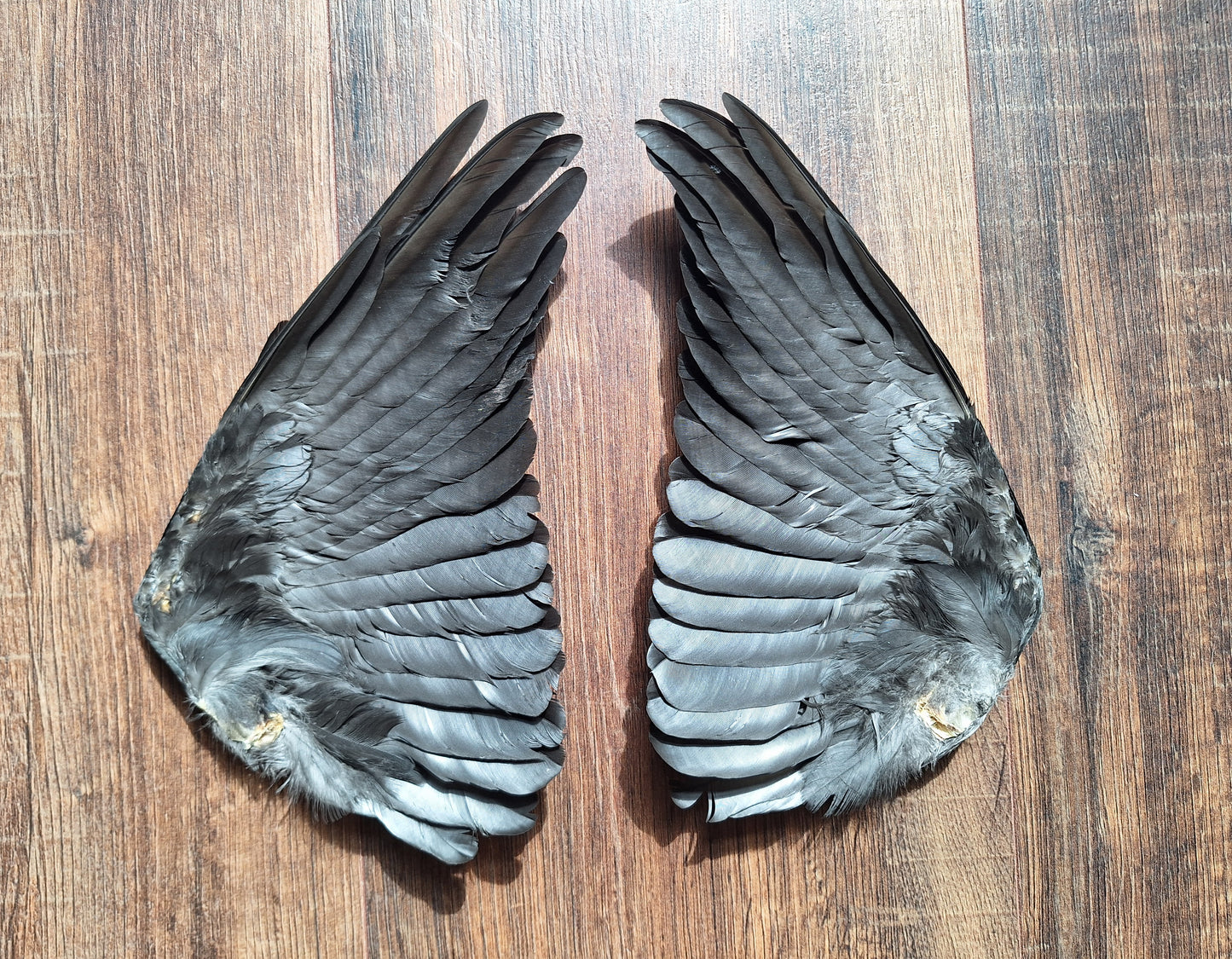 Jackdaw set of wings #9