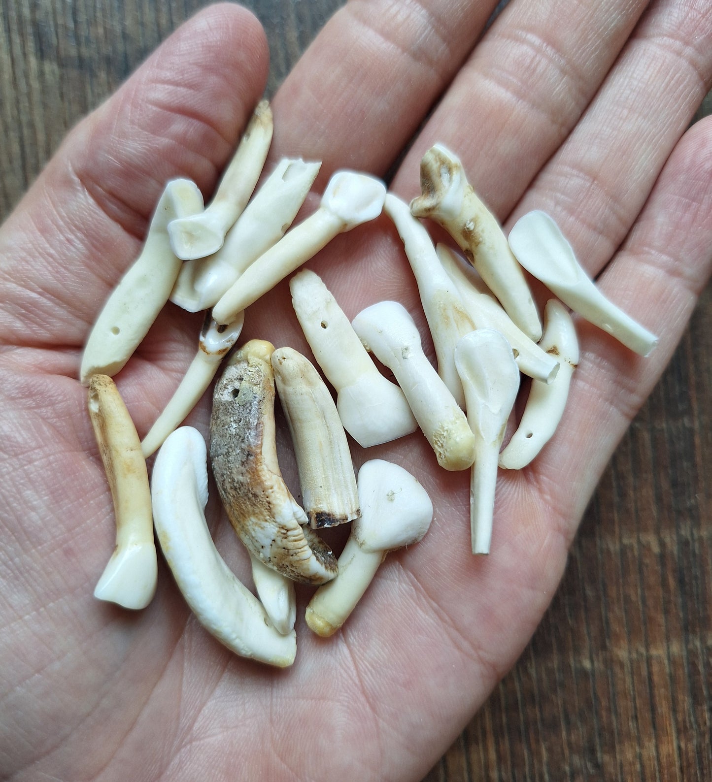 Cow teeth, crafting set