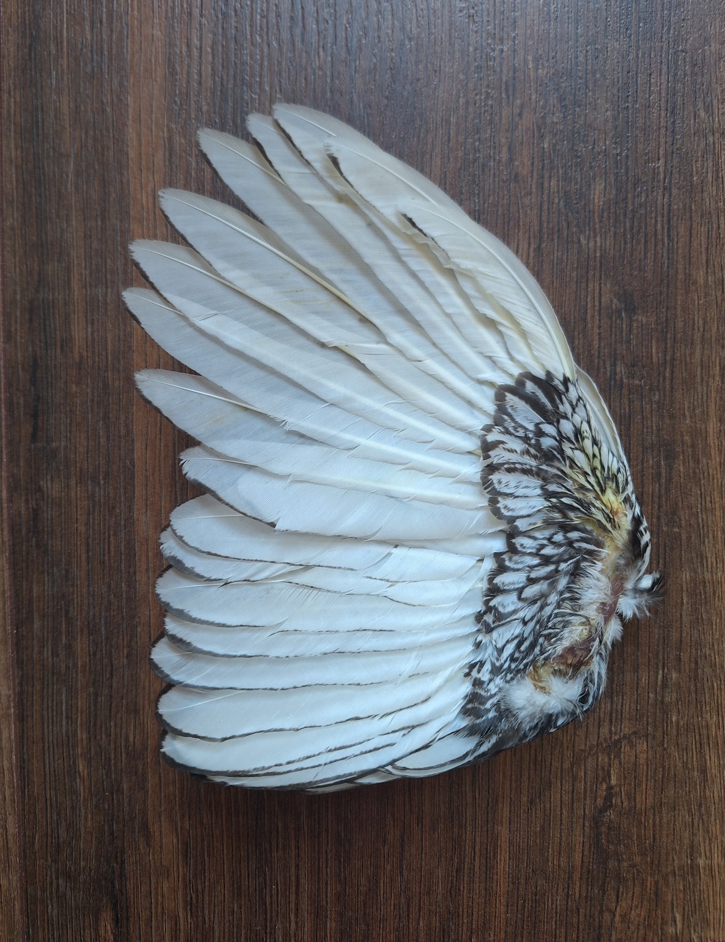 Chicken wing