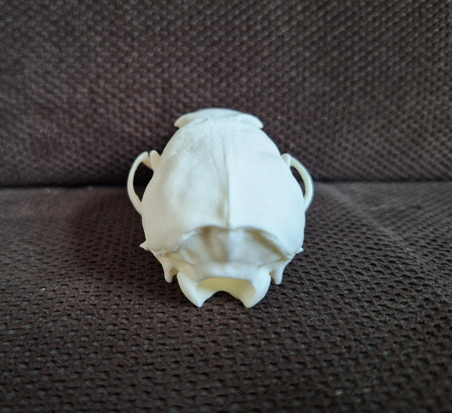 Stone marten skull #3