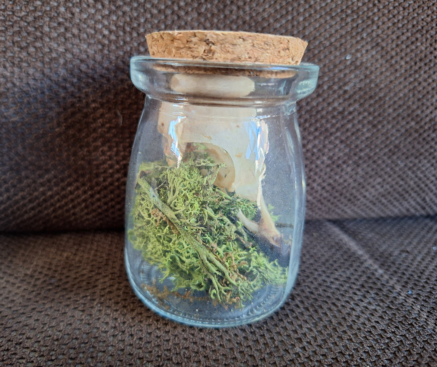 Jackdaw skull in glass jar