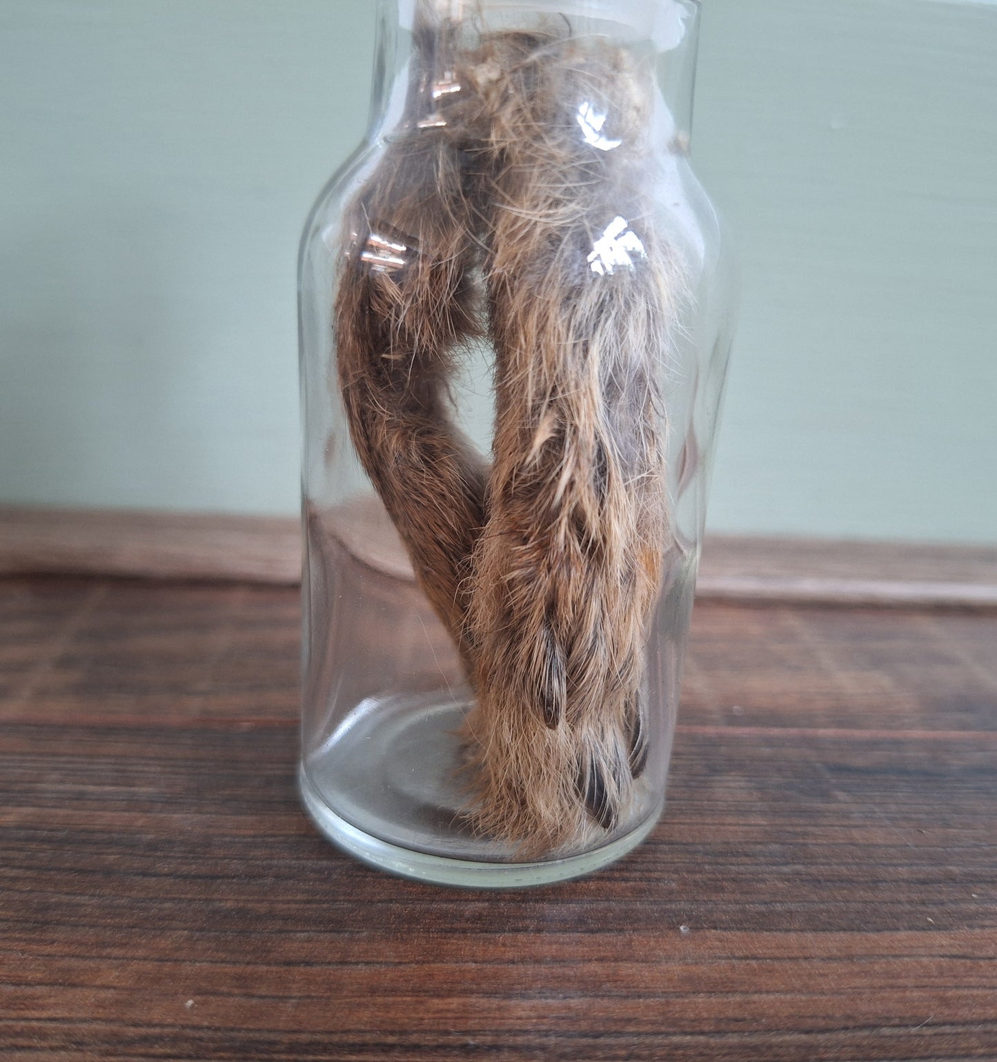 Hare paws, B-quality, in glass bottle