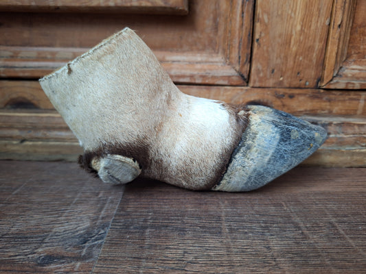 Vintage gemsbok foot