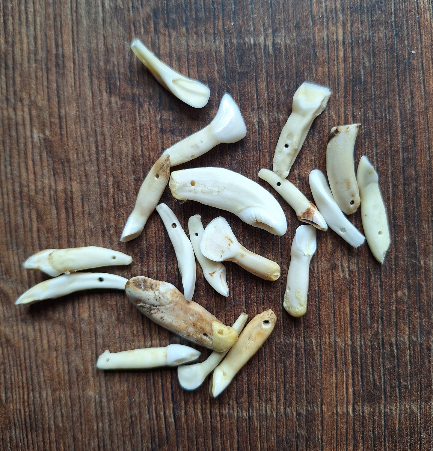 Cow teeth, crafting set