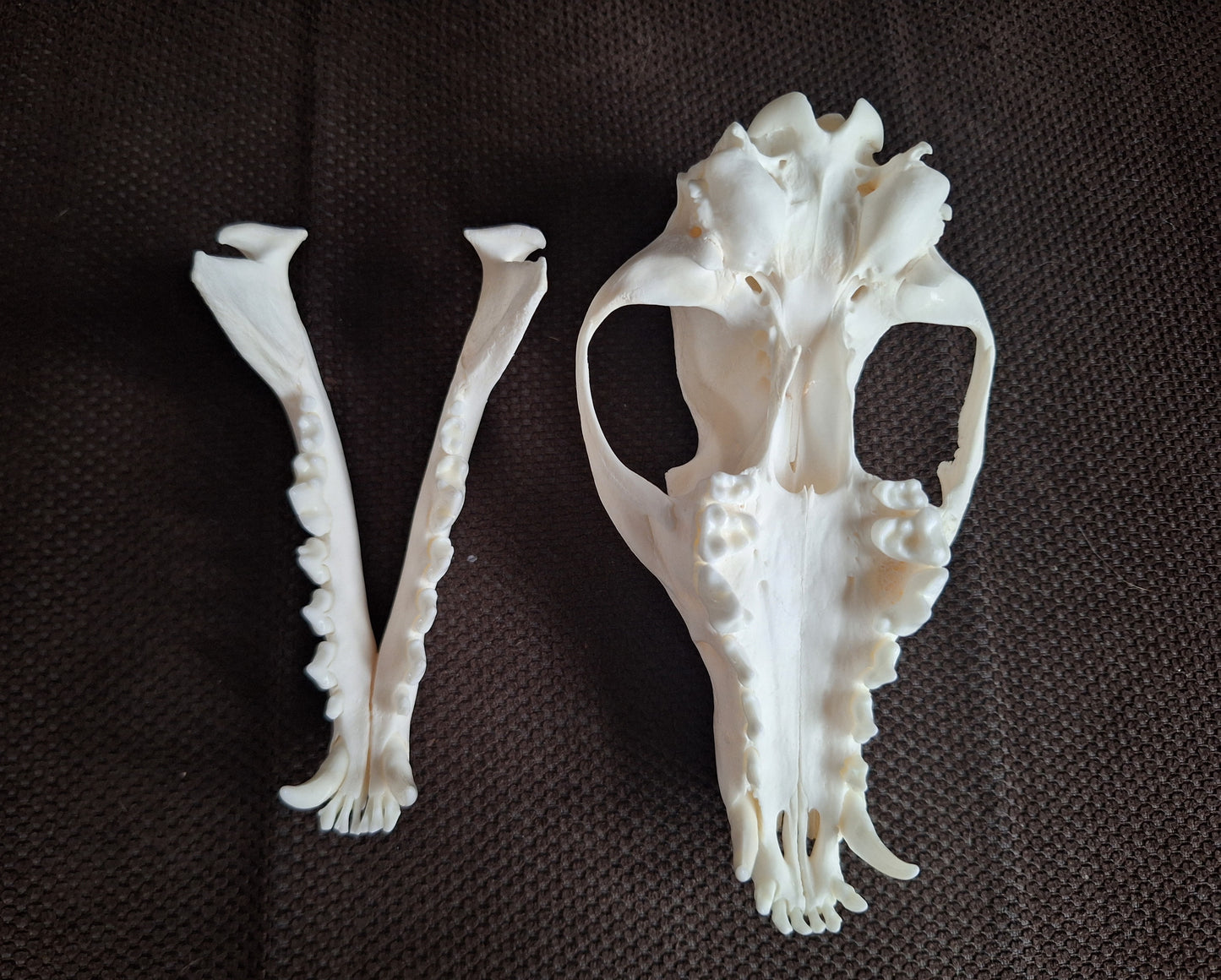 Fox skull #25