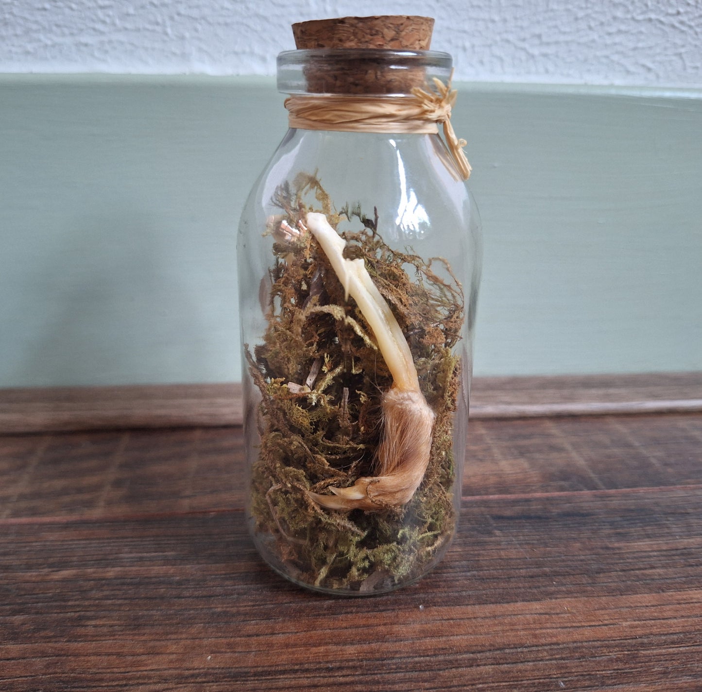 Musk rat legs in glass bottle