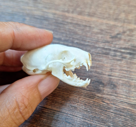 Stoat skull
