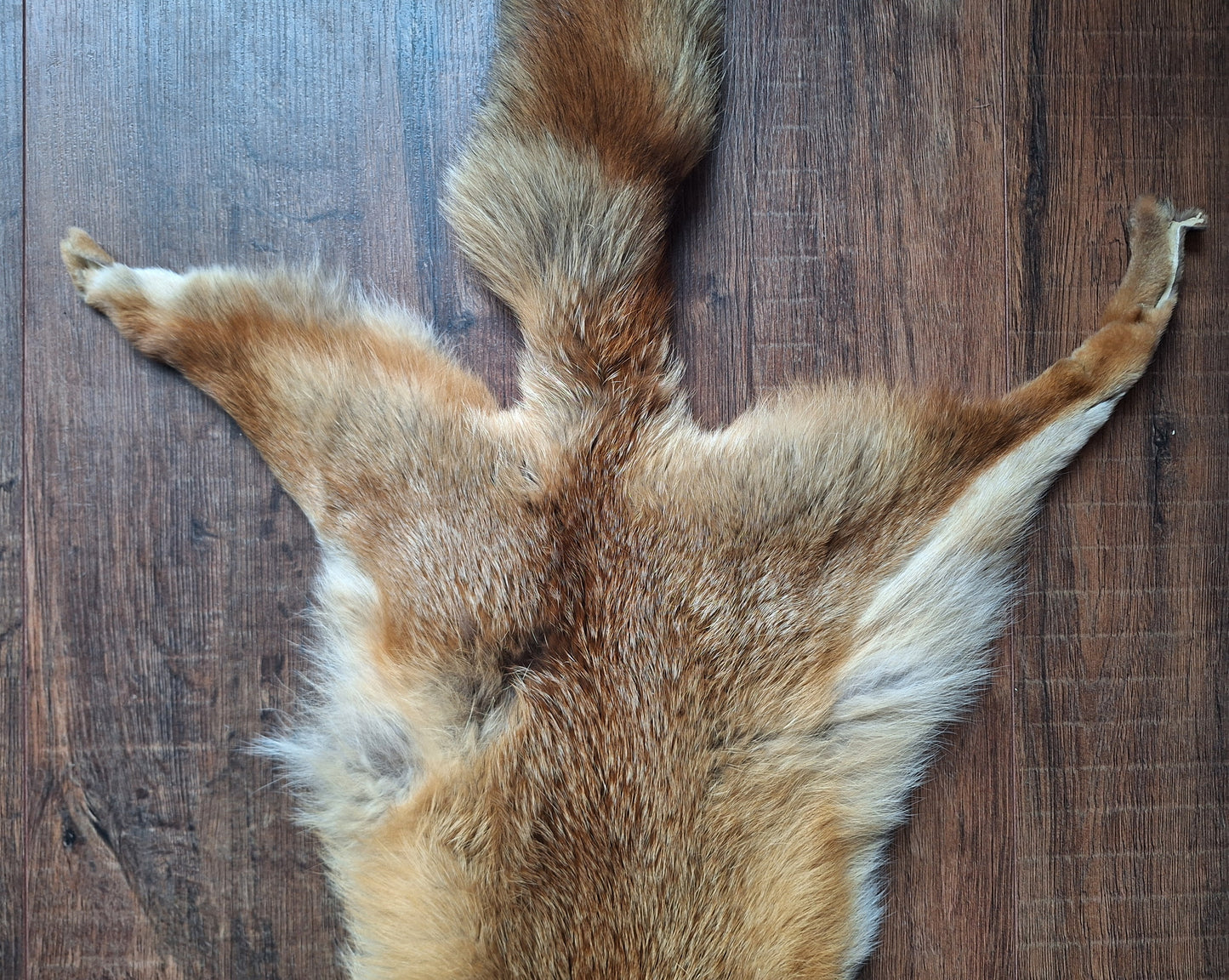 Red fox hide #31