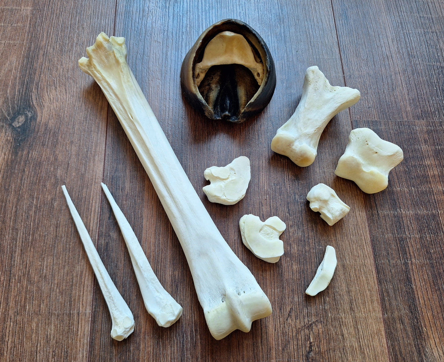 Horse lower leg bone set