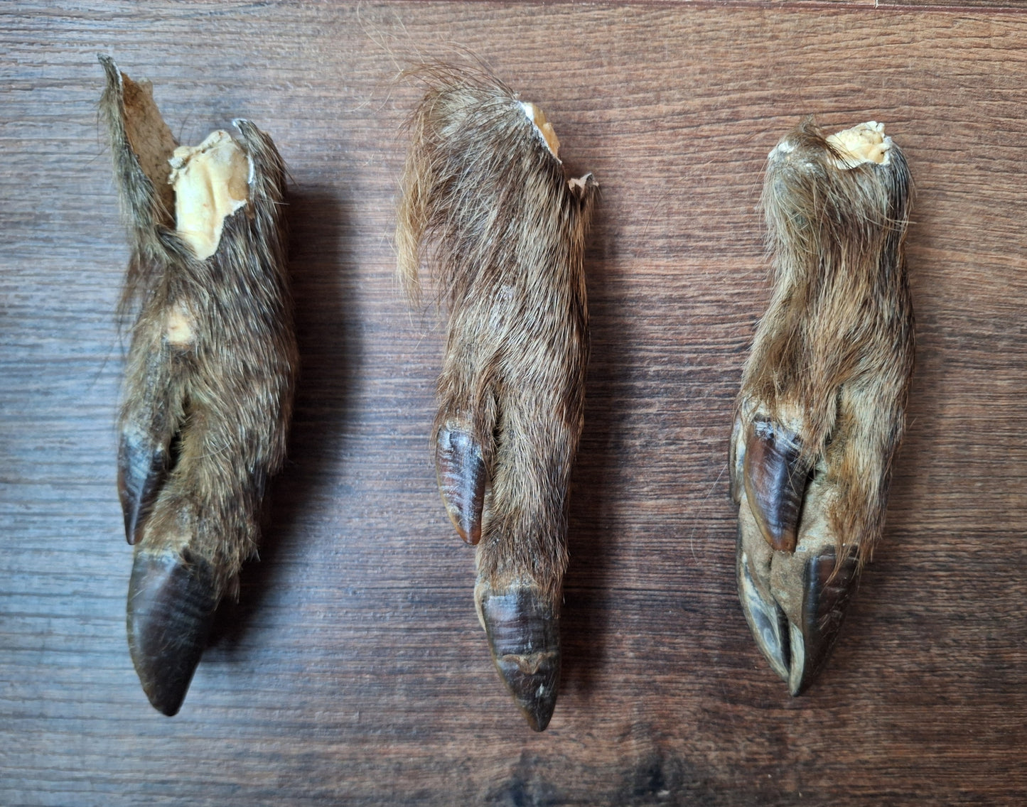 Wild boar lower legs