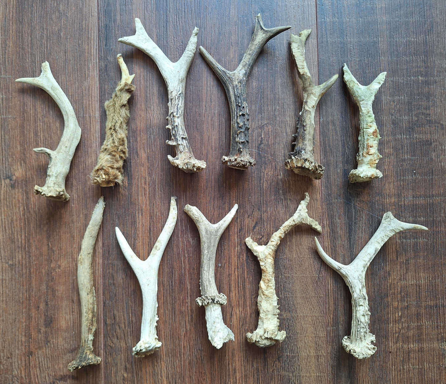 Roe deer antlers, B-quality, set of 11,