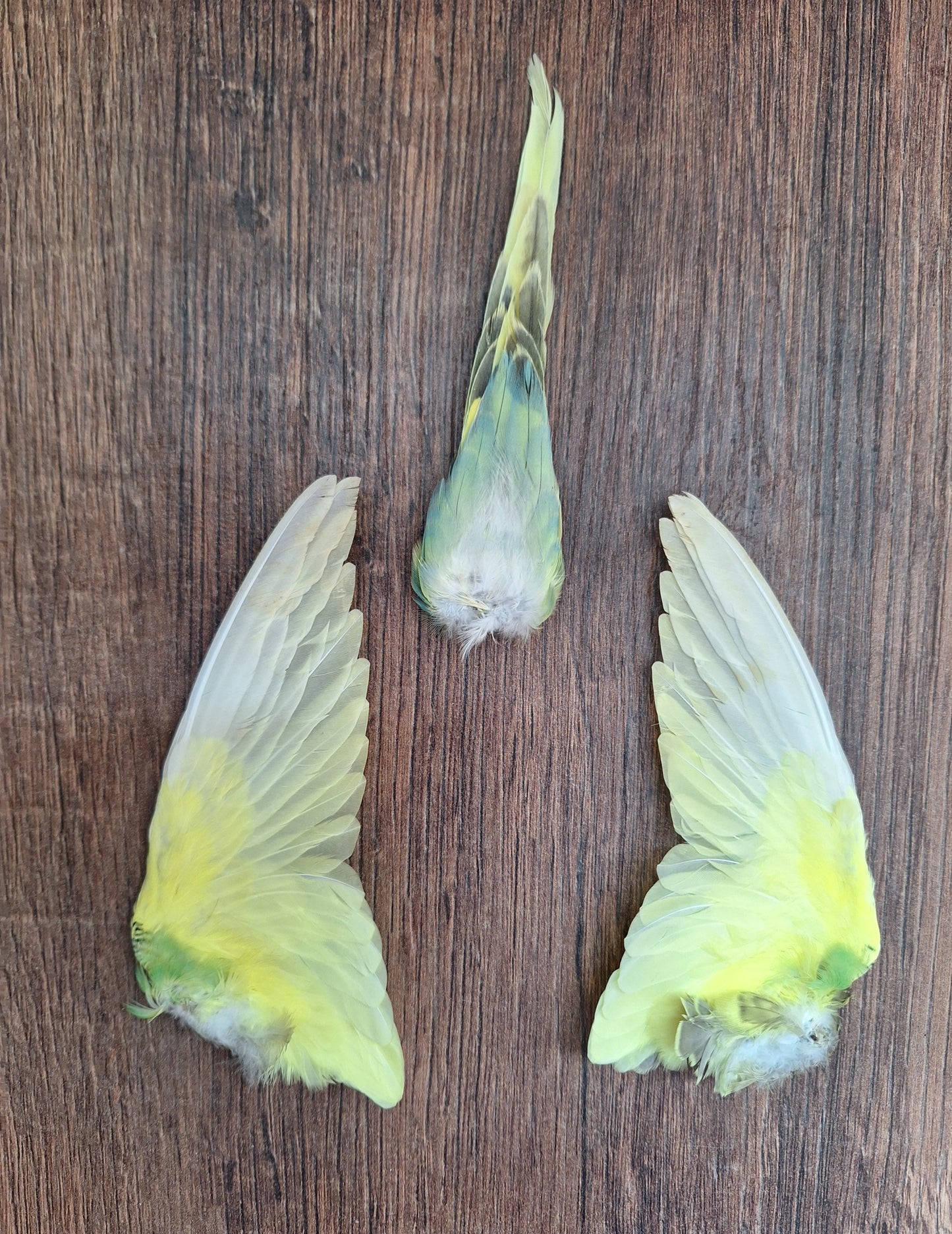 Parakeet set of wings and tail