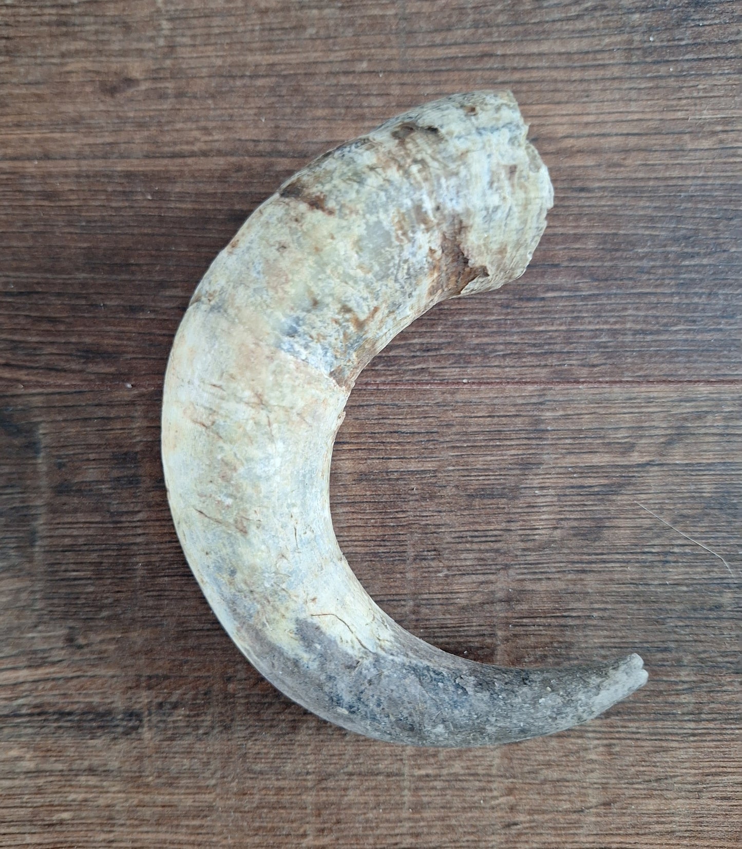 Cow horns