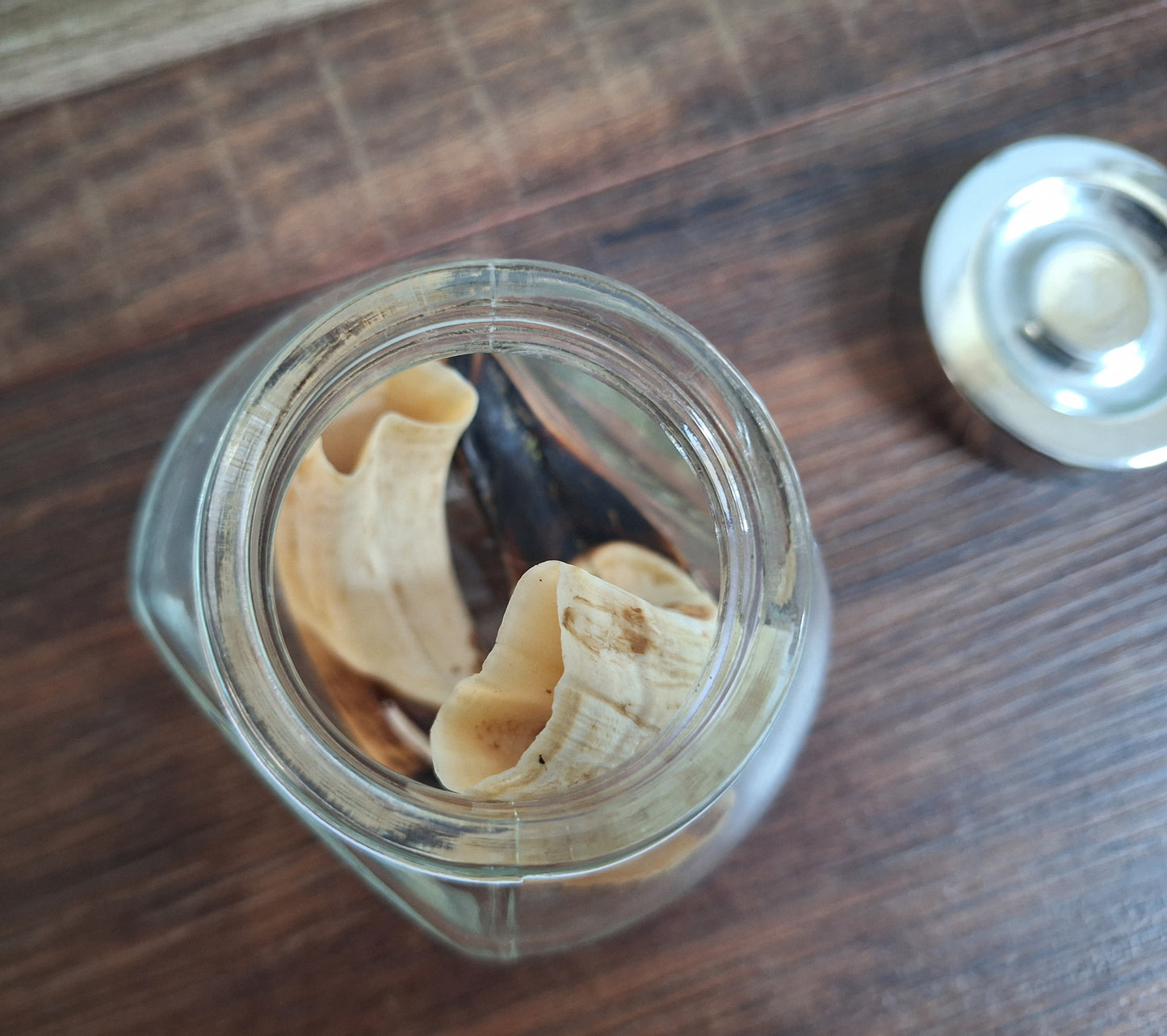 Wild boar upper jaw tusks in glass jar