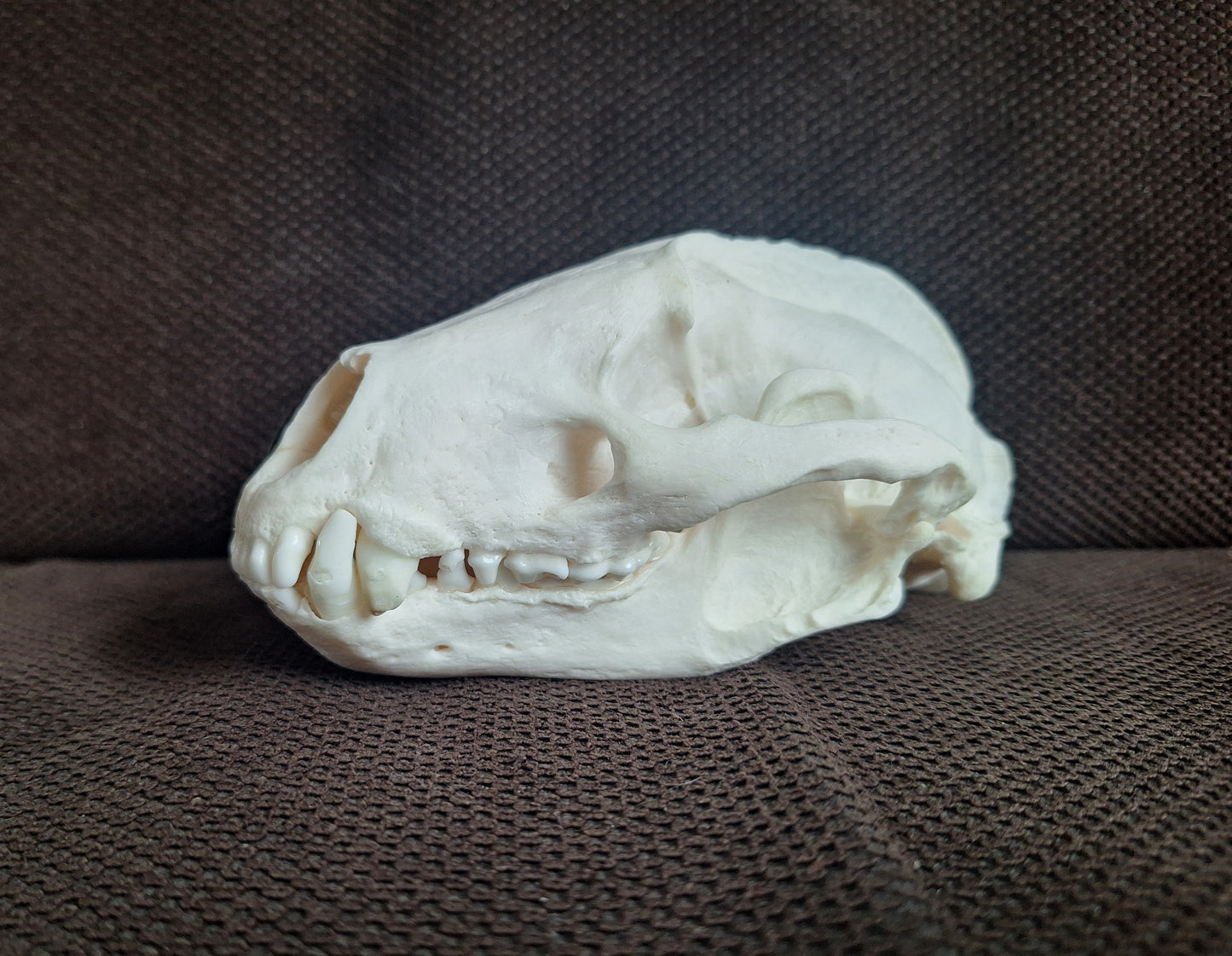 Badger skull #6