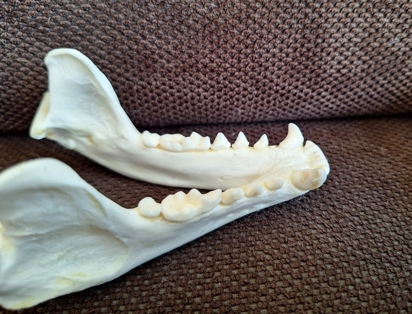 Badger skull #9