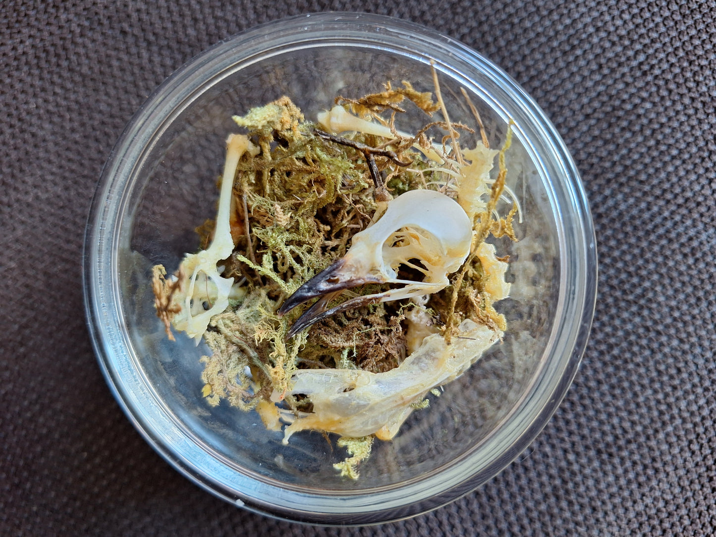 Jackdaw partial skeleton in glass jar