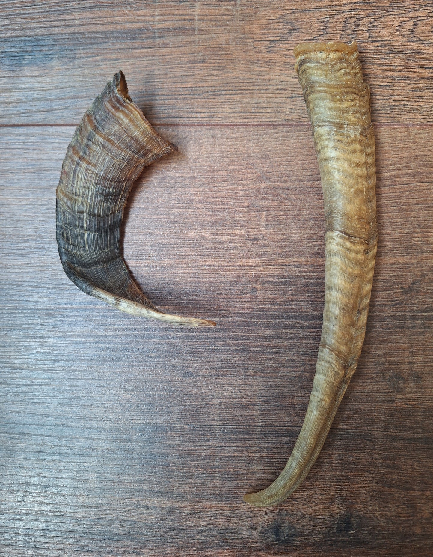 Sheep horns