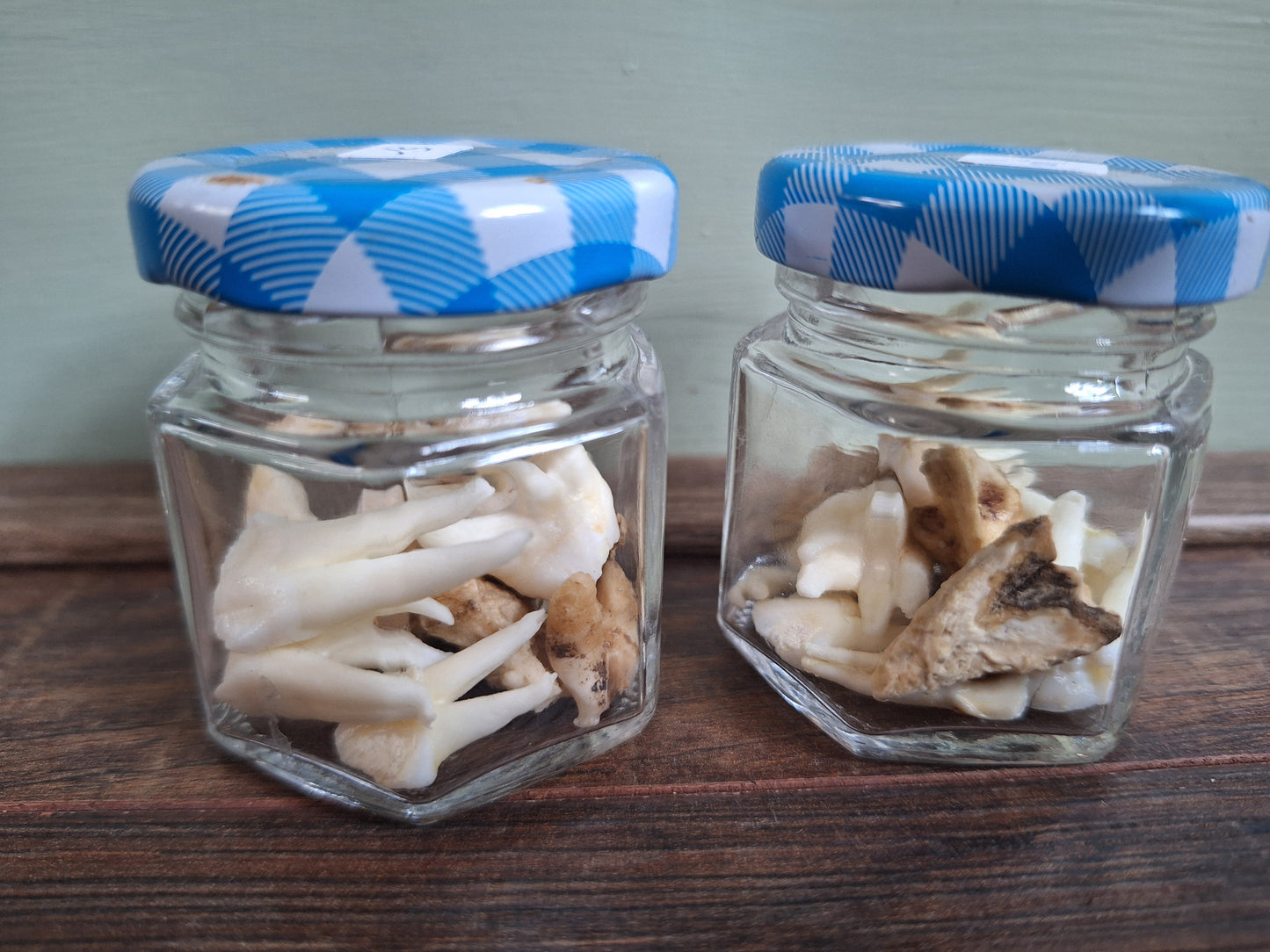 Roe deer teeth in glass jar