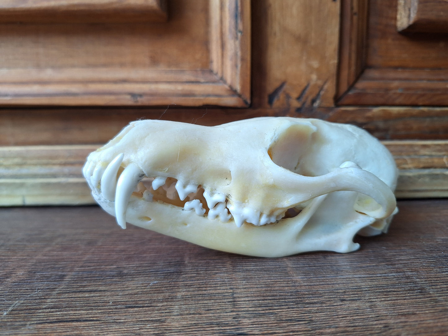 Fox skull #19