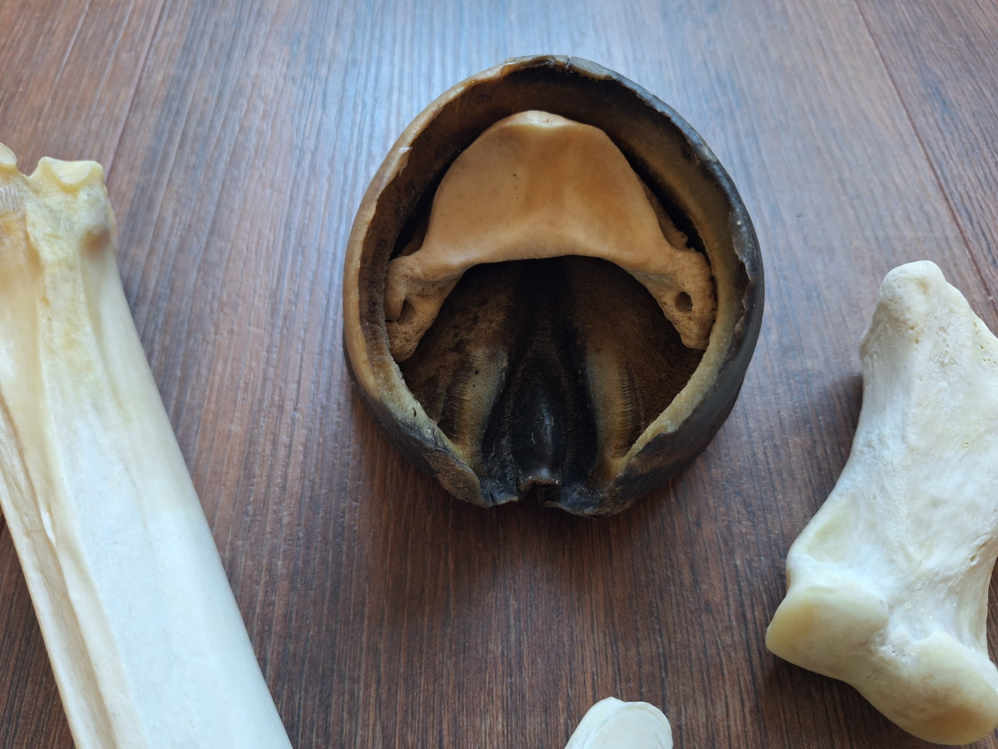 Horse lower leg bone set