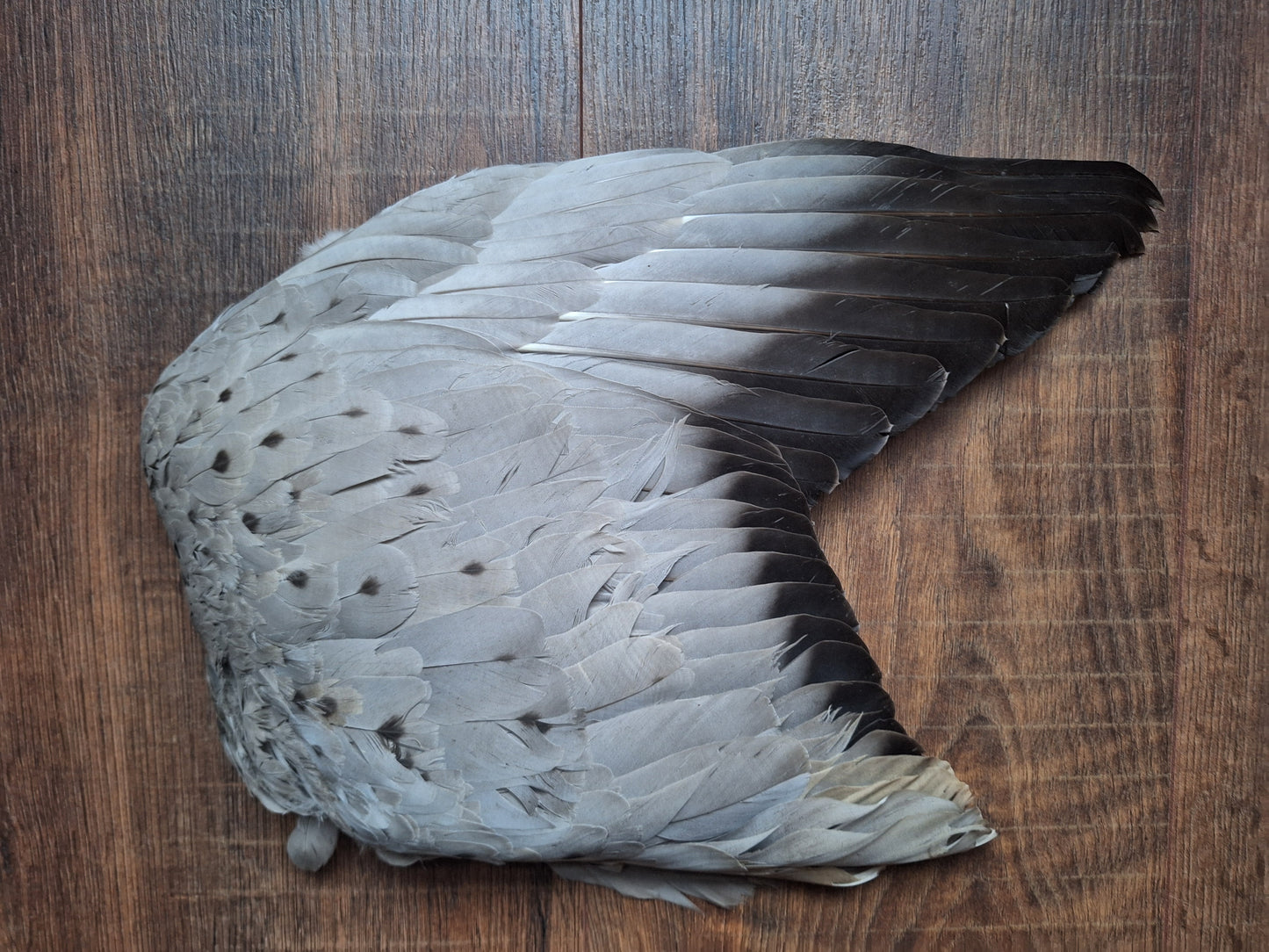 Brent goose wing