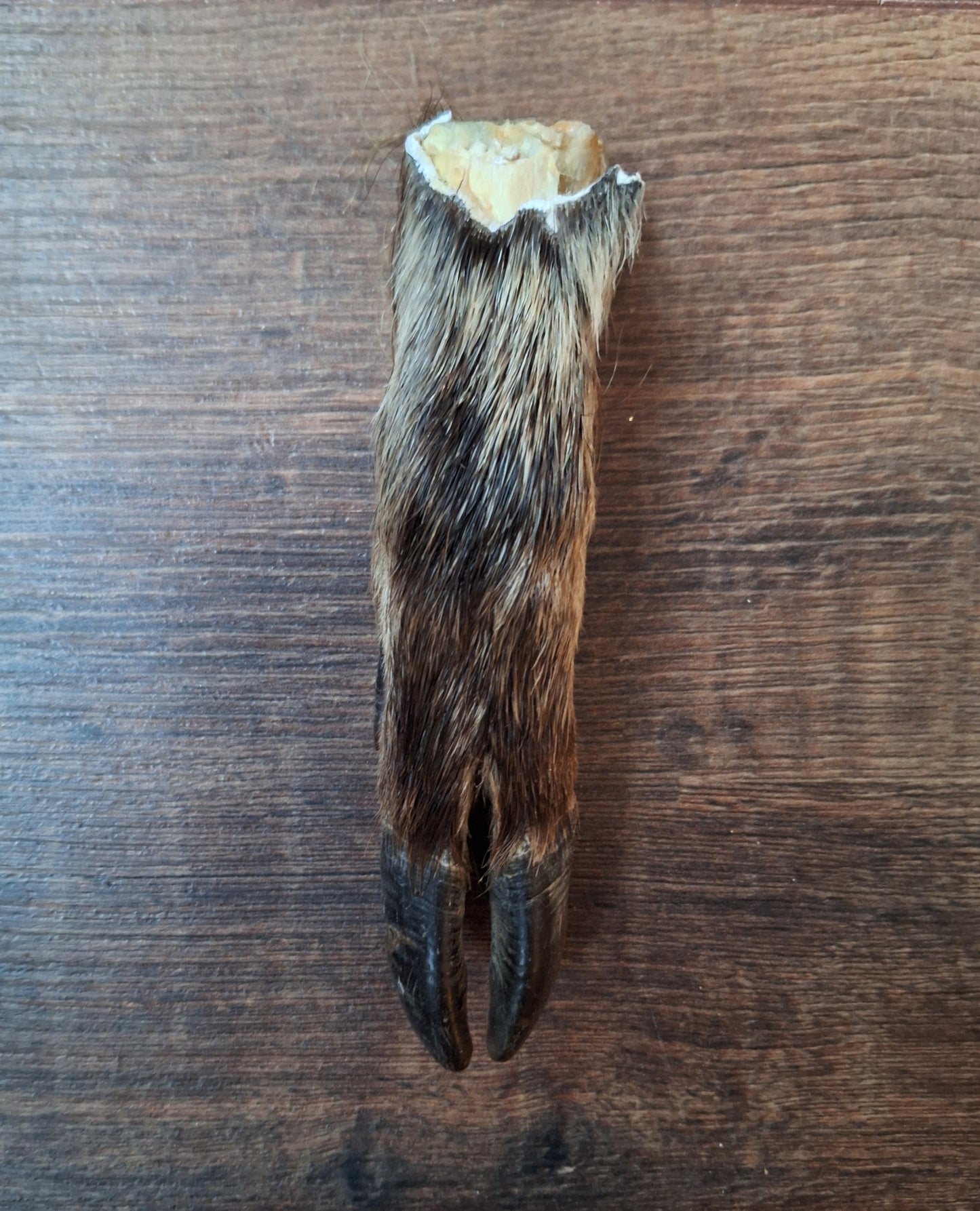 Wild boar lower legs