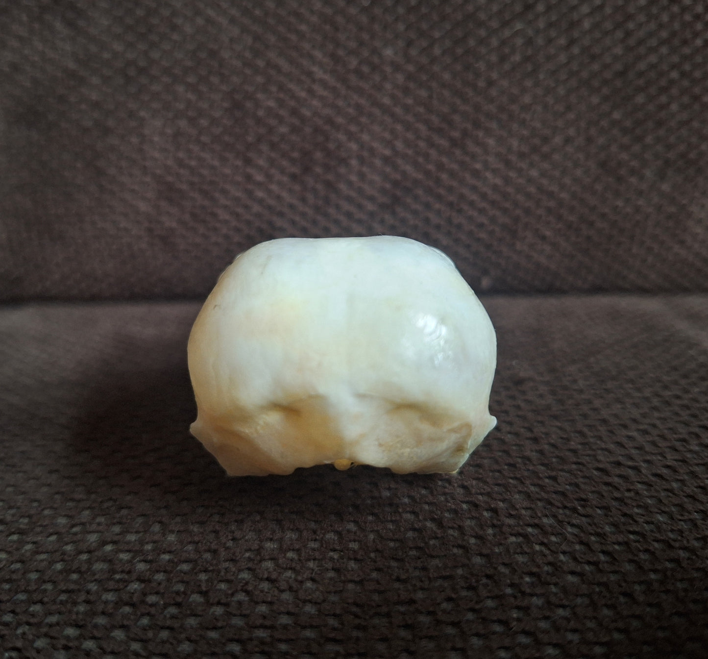 Crow skull #38