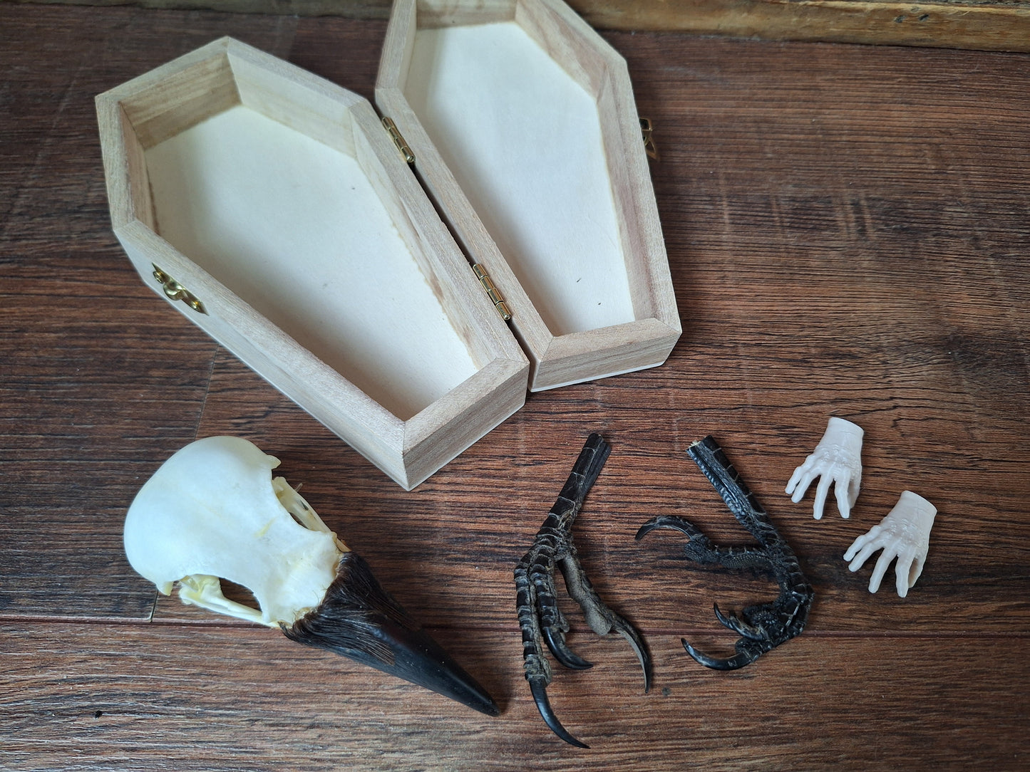 Crow skull and claws set in coffin
